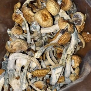 Golden Mammoth Mushrooms UK – Premium Dried Psilocybin with Fast Delivery