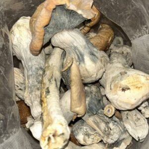 wholesale Blazei Brazilian Cap mushrooms for sale UK