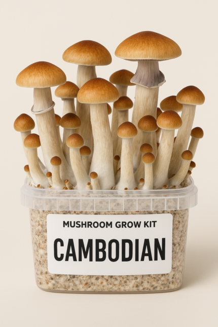 Buy Grow Kit Cambodian Online in the UK