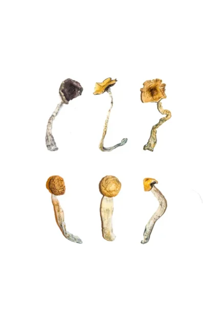 Buy Magic Mushroom Tasting Menu Online in the UK