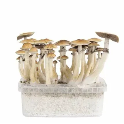 Buy Magic Mushroom Grow Kit ‘Mexican’ Online in the UK