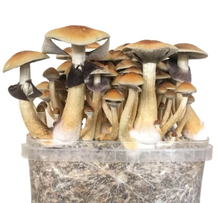 Buy Grow Kit Golden Teacher Online in the UK