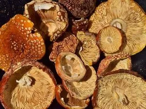 Buy Florida White F+ Mushrooms Online in the UK