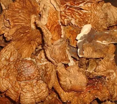 Buy Amanita Muscaria Online in the UK