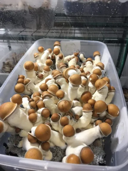 Buy Magic Mushrooms in Germany