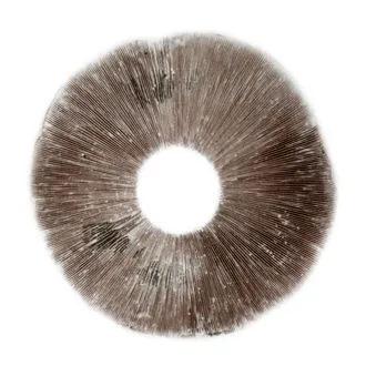 Buy Spore Print Psilocybe Cubensis B+ Online UK