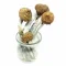 Magic Mushroom Grow Kit ‘McKennaii’ Buy 'McKennaii' Mushrooms Online in the UK